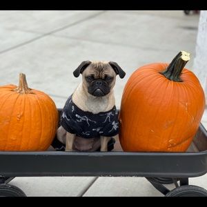 Meet your Posher, Ana